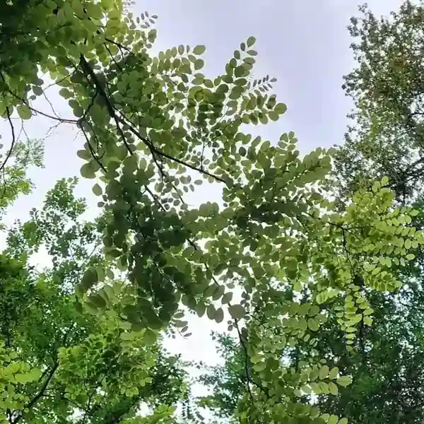 Baumkronen mit grünen Blättern im Licht als Symbol für Wachstum, Entwicklung und psychische Stärke!